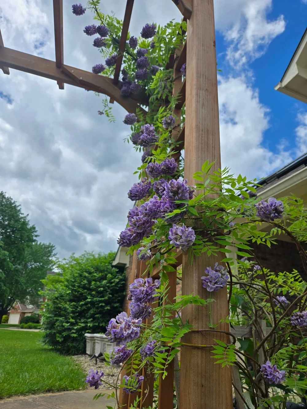 Lavender Wisteria 4” plant